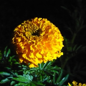 Profilová fotografia